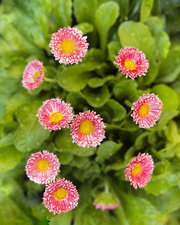 Bellis perennis Each little flower 20 mm diameter, leaves up to 6 cm. Mass planting in a park.  Asteraceae,Asterales,Australia,Bellis perennis,Common daisy,Geotagged,Perennial,Spring,botany,daisy,flora,macro,new south wales