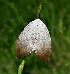 Fallen bark looper The only moth in the genus Gastrophora is G. henricaria. So beautiful in its subtlety. <br />
<br />
I believe this is a female. <br />
<br />
Wingspan around 60 mm. <br />
<br />
https://www.jungledragon.com/image/161661/fallen_bark_looper.html Australia,Fallen bark looper,Gastrophora henricaria,Geometridae,Geotagged,Lepidoptera,Spring,arthropod,entomology,fallen bark looper,fauna,insect,invertebrate,macro,new south wales
