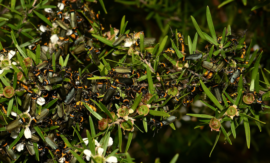 Plague soldier beetles Seen here swarming on Leptospermum. Congregating to mate and feed. <br />
<br />
15 mm length.  Australia,Cantharidae,Chauliognathus lugubris,Coleoptera,Geotagged,Plague soldier beetle,Spring,arthropod,entomology,fauna,insect,invertebrate,macro,new south wales,plague soldier beetle