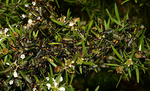 Plague soldier beetles Seen here swarming on Leptospermum. Congregating to mate and feed. 

15 mm length.  Australia,Cantharidae,Chauliognathus lugubris,Coleoptera,Geotagged,Plague soldier beetle,Spring,arthropod,entomology,fauna,insect,invertebrate,macro,new south wales,plague soldier beetle