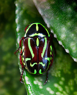 Fiddler beetle Adult beetles emerge from soil in early summer and feed on the nectar of flowers.

20 mm length. Australia,Coleoptera,Eupoecila australasiae,Geotagged,Scarabaeidae,Spring,arthropod,entomology,fauna,fiddler beetle,insect,invertebrate,macro,new south wales