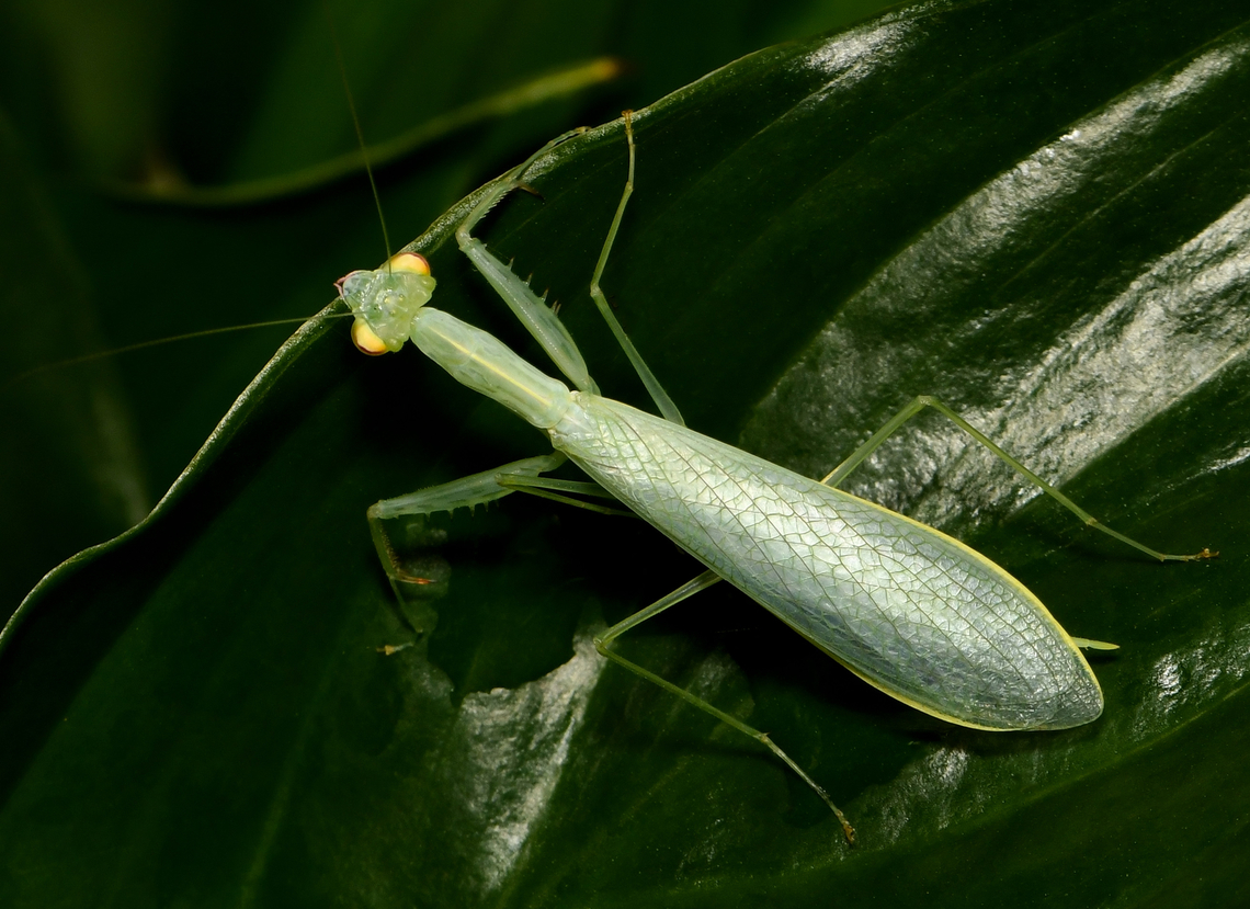 Glass-like miniscule snake mantis Enlarge for detail. <br />
<br />
Not seen as often as other mantis species probably due to the colouration and venation which can mimic certain vegetation and of course, its diminutive size. <br />
<br />
Commonly known as snake mantis due to the long, slender form and venation which resembles snake skin. Natural range is the east coast of this country. <br />
<br />
This is an extremely small species, with adults reaching just 25 to 30 mm in length. <br />
<br />
To my eyes, it appears as if made of glass. <br />
<br />
 Australia,Geotagged,Iridopterygidae,Kongobatha diademata,Snake Mantis,Snake mantis,Spring,arthropod,entomology,fauna,insect,invertebrate,macro,mantodea,new south wales,praying mantis