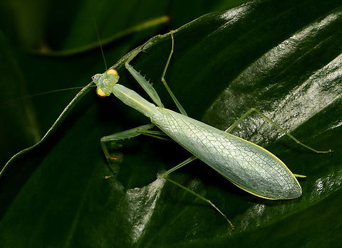 Glass-like miniscule snake mantis Enlarge for detail. 

Not seen as often as other mantis species probably due to the colouration and venation which can mimic certain vegetation and of course, its diminutive size. 

Commonly known as snake mantis due to the long, slender form and venation which resembles snake skin. Natural range is the east coast of this country. 

This is an extremely small species, with adults reaching just 25 to 30 mm in length. 

To my eyes, it appears as if made of glass. 

 Australia,Geotagged,Iridopterygidae,Kongobatha diademata,Snake Mantis,Snake mantis,Spring,arthropod,entomology,fauna,insect,invertebrate,macro,mantodea,new south wales,praying mantis