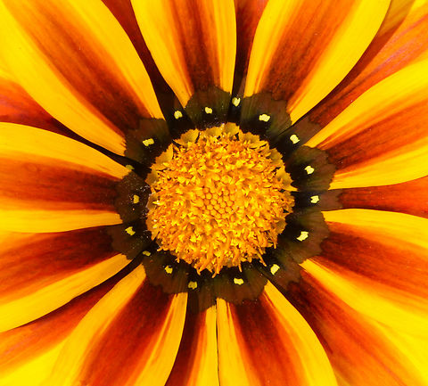 Gazania rigens Cultivar. 60 mm diameter.  Asteraceae,Asterales,Australia,Botany,Flora,Gazania rigens,Geotagged,Spring,macro,new south wales,treasure flower