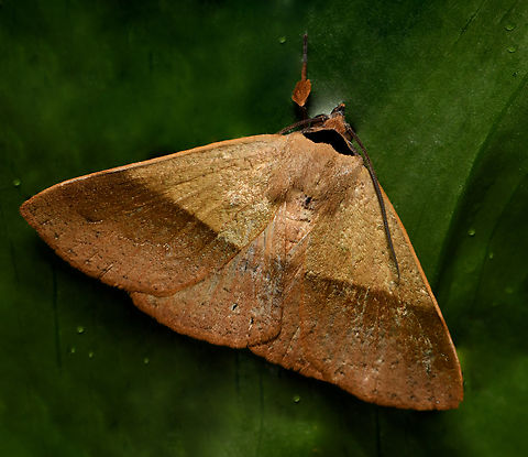Ophyx ochroptera