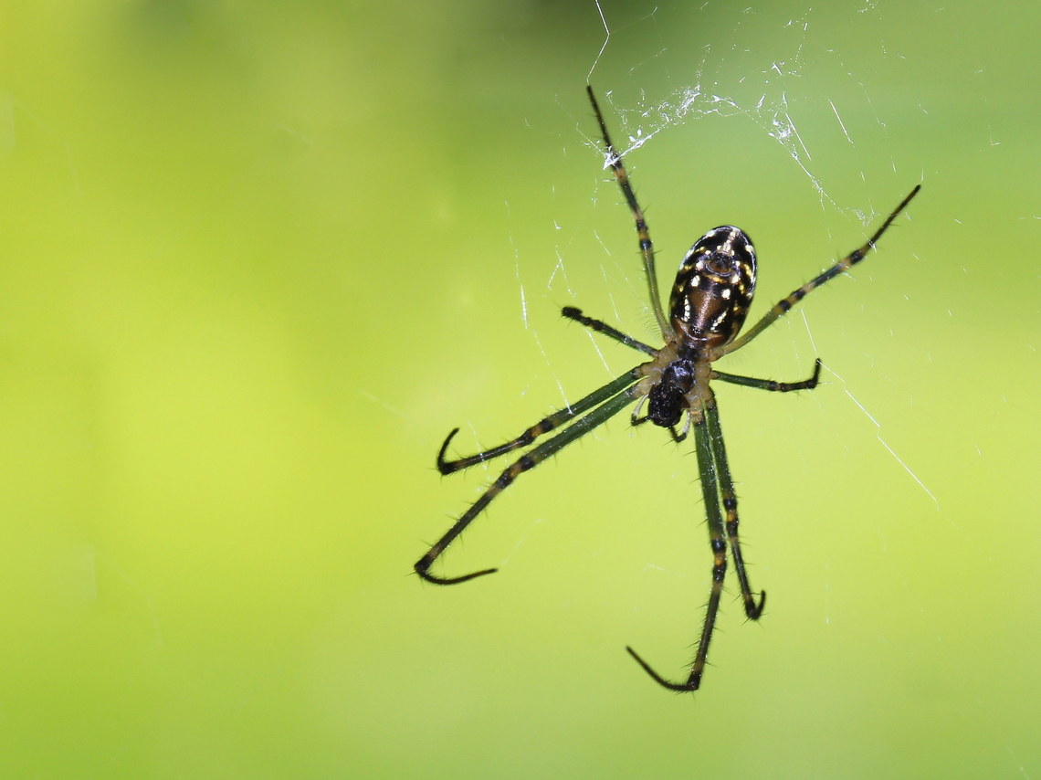 Silver orb weaver ventral Female Leucauge dromedaria 8 mm body length. Araneae,Australia,Geotagged,Leucauge dromedaria,Macro,Summer,Tetragnathidae,arthropod,humped silver orb spider,invertebrate,new south wales