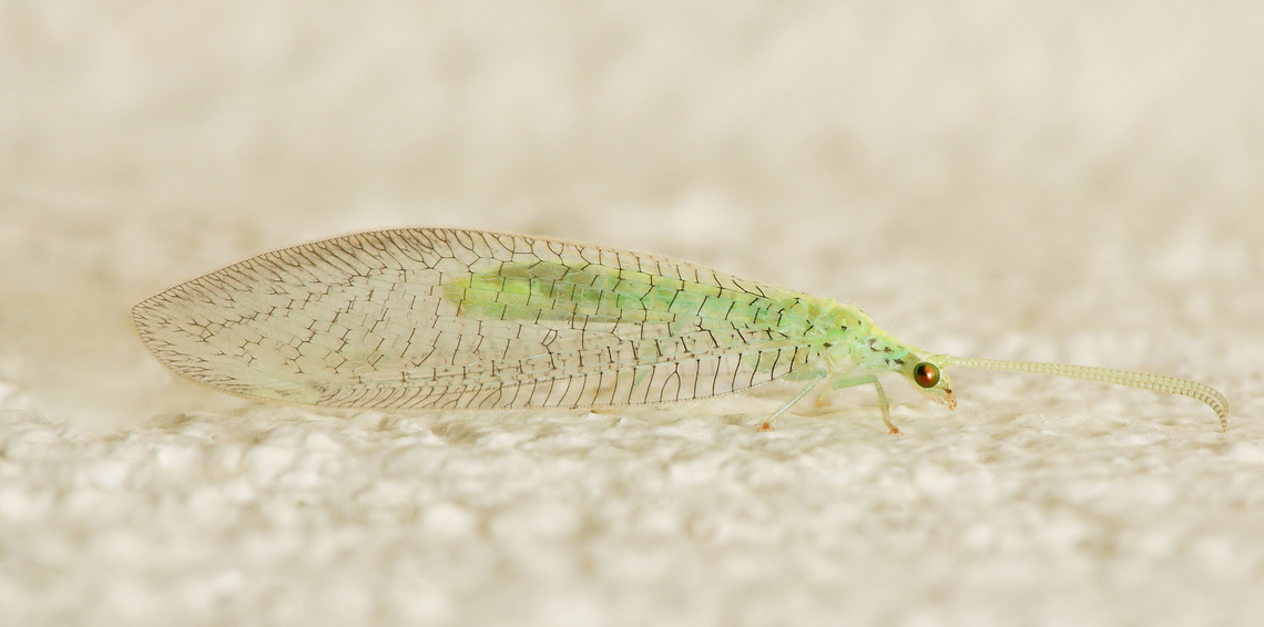 Osmylops sp. lacewing This genus is within family Nymphidae, the split-footed lacewings. <br />
<br />
15 mm body length.  Australia,Geotagged,Neuroptera,Nymphidae,Osmylops,Summer,arthropod,entomology,fauna,green lacewing,insect,invertebrate,macro,new south wales,split-footed lacewing