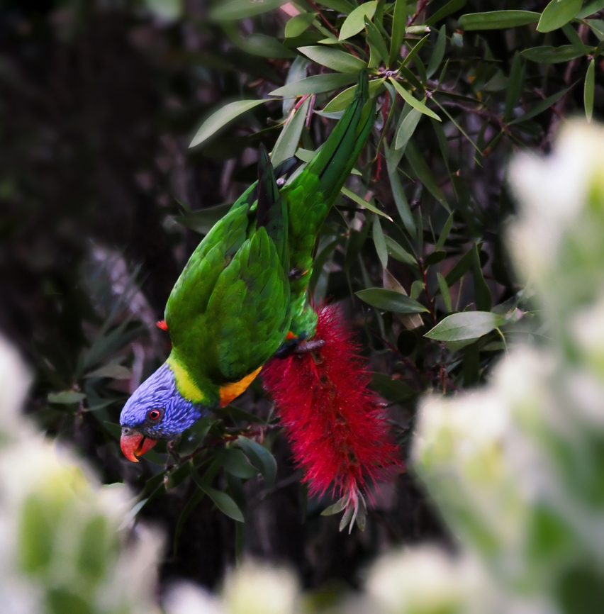 Posturing parrot Rainbow lorikeet, 30 cm length.  Australia,Australian parrot,Aves,Geotagged,Psittaciformes,Psittaculidae,Rainbow lorikeet,Summer,Trichoglossus moluccanus,fauna,new south wales,ornithology,vertebrate