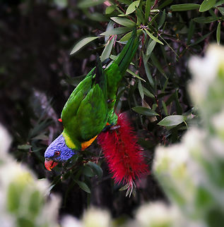 Posturing parrot Rainbow lorikeet, 30 cm length.  Australia,Australian parrot,Aves,Geotagged,Psittaciformes,Psittaculidae,Rainbow lorikeet,Summer,Trichoglossus moluccanus,fauna,new south wales,ornithology,vertebrate