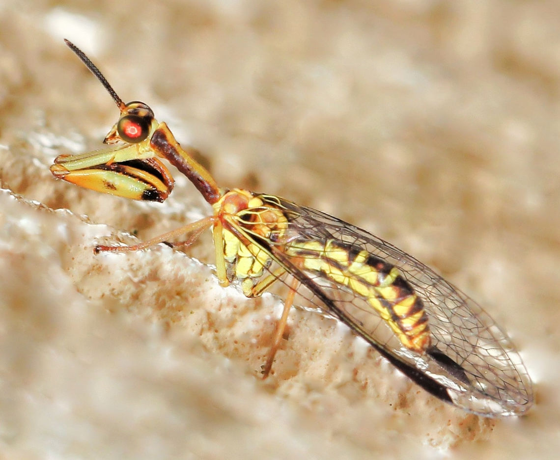Mantidfly Spaminta minjerribae What curious little insects mantidflies are. Within family Mantispidae and order Neuroptera (net-winged insects).<br />
<br />
These adult mantidflies capture and eat their prey in a similar fashion to praying mantis, snatching up the prey with the raptorial forelegs and then eating with strong, chewing mouthparts. <br />
<br />
Spaminta minjerribae can be found in the east here in Australia. <br />
<br />
Around 15 mm body length.  Australia,Geotagged,Mantidfly,Mantispidae,Neuroptera,Spaminta minjerribae,Summer,arthropod,fauna,insect,invertebrate,macro,new south wales