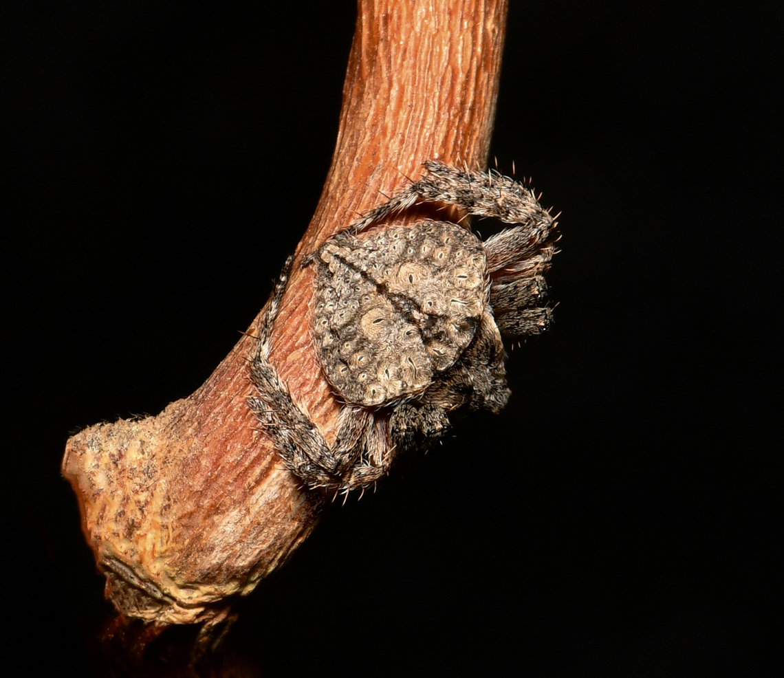 Dolophones sp. wrap-around spider A tiny Dolophones sp. wrap-around spider seen recently.<br />
<br />
Spiders within genus Dolophones are native to this country and if you can find them when that amazing camouflage is at play, they are usually seen at rest against tiny twigs and branches, blending perfectly both in regard texture and form; the ventral surface of the body is concave to allow a &#039;maximum wrap-around&#039; effect. <br />
<br />
Female 10 mm body length.<br />
<br />
 Araneae,Araneidae,Australia,Dolophones,Geotagged,Spring,arachnid,arthropod,auna,invertebrate,macro,new south wales,orb weaver