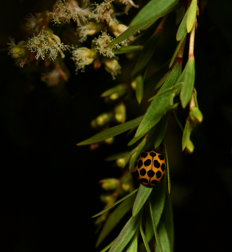 The large spotted ladybird Seen on Melaleuca. This is Harmonia conformis, one of our large, native ladybird beetles. <br />
<br />
It is a predator of aphids, eating them at both larval and adult stage. <br />
<br />
Length 7 mm. Australia,Coccinellidae,Coleoptera,Geotagged,Harmonia conformis,Large Spotted Ladybird,Spring,arthropod,fauna,insect,invertebrate,macro,new south wales