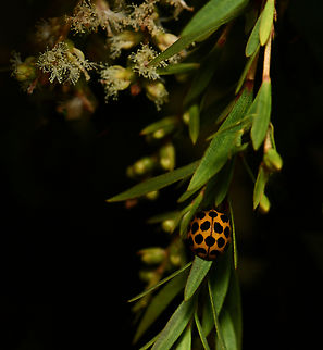The large spotted ladybird Seen on Melaleuca. This is Harmonia conformis, one of our large, native ladybird beetles. 

It is a predator of aphids, eating them at both larval and adult stage. 

Length 7 mm. Australia,Coccinellidae,Coleoptera,Geotagged,Harmonia conformis,Large Spotted Ladybird,Spring,arthropod,fauna,insect,invertebrate,macro,new south wales