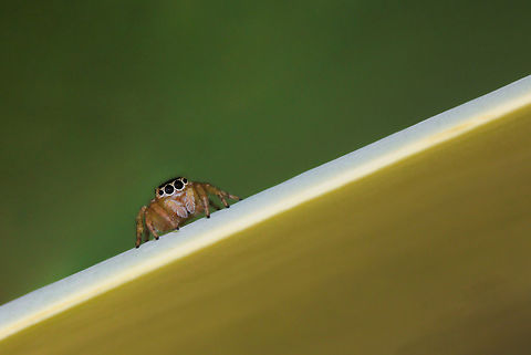 Maratus scutulatus Female around 7 mm body length. She is poised on the edge of an Agave desmettiana succulent leaf.  Araneae,Australia,Geotagged,Invertebrate,Maratus scutulatus,Salticidae,Summer,arachnid,arthropod,fauna,jumping spider,macro,new south wales