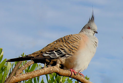Australian crested pigeon  Australia,Aves,Columbidae,Columbiformes,Crested Pigeon,Crested pigeon,Geotagged,Ocyphaps lophotes,Summer,fauna,new south wales