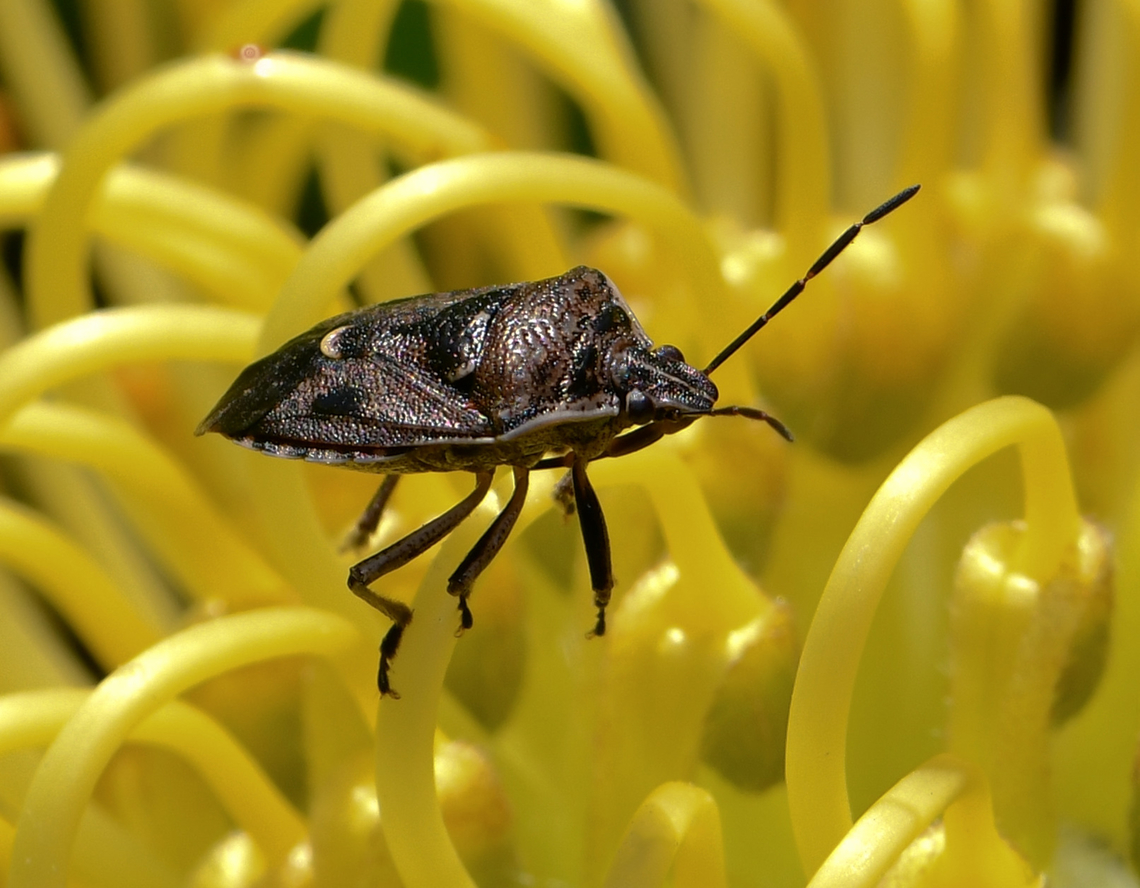Brown soldier bug Around 10 mm body length.  Australia,Cermatulus nasalis,Geotagged,Hemiptera,Heteroptera,Pentatomidae,Spring,arthropod,brown soldier bug,fauna,glossy shield bug,insect,invertebrate,macro,new south wales,predatory shield bug