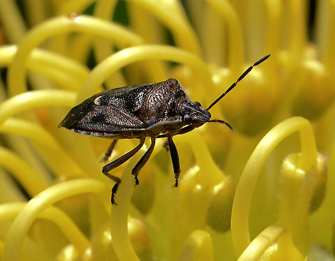Brown soldier bug Around 10 mm body length.  Australia,Cermatulus nasalis,Geotagged,Hemiptera,Heteroptera,Pentatomidae,Spring,arthropod,brown soldier bug,fauna,glossy shield bug,insect,invertebrate,macro,new south wales,predatory shield bug