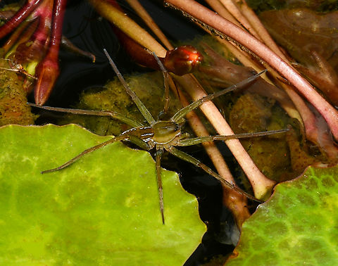 Dolomedes facetus Body length around 10 mm.  Araneae,Australia,Dolomedes facetus,Geotagged,Pisauridae,Summer,arachnid,crafty fishing spider,fauna,invertebrate,macro,new south wales
