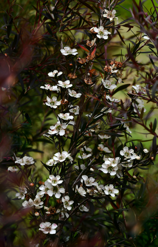 Australian tea tree The common name tea tree derives from the practice of early Colonial settlers of soaking the leaves of several species in boiling water to make a tea substitute. Flowers are up to 3 cm in diameter.<br />
<br />
<br />
<br />
 Australia,Botany,Flora,Geotagged,Leptospermum,Myrtaceae,Myrtales,Spring,Tea tree,new south wales,white flowers