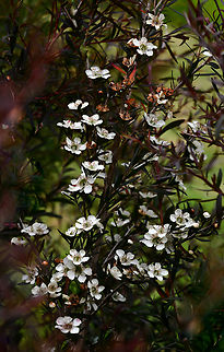 Australian tea tree The common name tea tree derives from the practice of early Colonial settlers of soaking the leaves of several species in boiling water to make a tea substitute. Flowers are up to 3 cm in diameter.



 Australia,Botany,Flora,Geotagged,Leptospermum,Myrtaceae,Myrtales,Spring,Tea tree,new south wales,white flowers