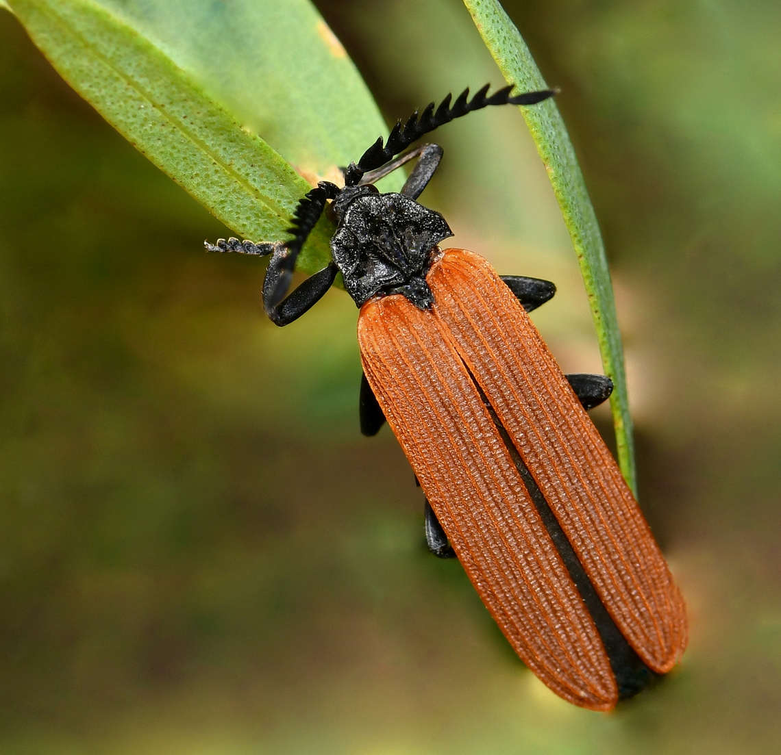 Orange net-winged Lycid beetle Beetles within family Lycidae are commonly known as net-winged beetles. <br />
<br />
This Australian species is known as the long-nosed Lycid beetle as it has elongated facial elements and mouthparts and it uses these to feed on nectar. <br />
<br />
Porrostoma rhipidius, 20 mm body length.  <br />
<br />
Lateral shot: <figure class="photo"><a href="https://www.jungledragon.com/image/154261/long-nosed_lycid_beetle.html" title="Long-nosed Lycid beetle"><img src="https://s3.amazonaws.com/media.jungledragon.com/images/3314/154261_thumb.jpg?AWSAccessKeyId=05GMT0V3GWVNE7GGM1R2&Expires=1769040010&Signature=UGtRkTK96YJy8rN3ERhBbbRAt8o%3D" width="200" height="152" alt="Long-nosed Lycid beetle Beetles within family Lycidae are commonly known as net-winged beetles.<br />
<br />
This Australian species is known as the long-nosed Lycid beetle as it has elongated facial elements and mouthparts and it uses these to feed on nectar.<br />
<br />
Porrostoma rhipidius, 20 mm body length.<br />
<br />
Dorsal shot: https://www.jungledragon.com/image/156981/orange_net-winged_lycid_beetle.html Australia,Coleoptera,Entomology,Geotagged,Long-nosed Lycid Beetle,Lycidae,Porrostoma rhipidium,Spring,arthropod,fauna,insect,invertebrate,macro,new south wales" /></a></figure><br />
<br />
 Australia,Coleoptera,Geotagged,Long-nosed Lycid Beetle,Long-nosed Lycid beetle,Lycidae,Porrostoma rhipidium,Spring,arthropod,fauna,insect,invertebrate,macro,new south wales