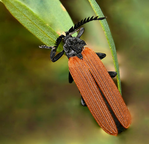 Orange net-winged Lycid beetle Beetles within family Lycidae are commonly known as net-winged beetles. 

This Australian species is known as the long-nosed Lycid beetle as it has elongated facial elements and mouthparts and it uses these to feed on nectar. 

Porrostoma rhipidius, 20 mm body length.  

Lateral shot: https://www.jungledragon.com/image/154261/long-nosed_lycid_beetle.html

 Australia,Coleoptera,Geotagged,Long-nosed Lycid Beetle,Long-nosed Lycid beetle,Lycidae,Porrostoma rhipidium,Spring,arthropod,fauna,insect,invertebrate,macro,new south wales