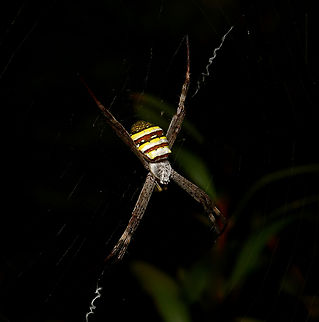 Jewel in the dark Pretty St. Andrew's Cross spider I saw one evening. 

Argiope keyserlingi is a species of orb web spider found here in Australia along the east coast areas. 

Female, around 10 mm body length.  Araneae,Araneidae,Argiope keyserlingi,Australia,Geotagged,St Andrews Cross Spider,Summer,arachnid,arthropod,colourful spider,fauna,invertebrate,macro,new south wales,orbweaver spider