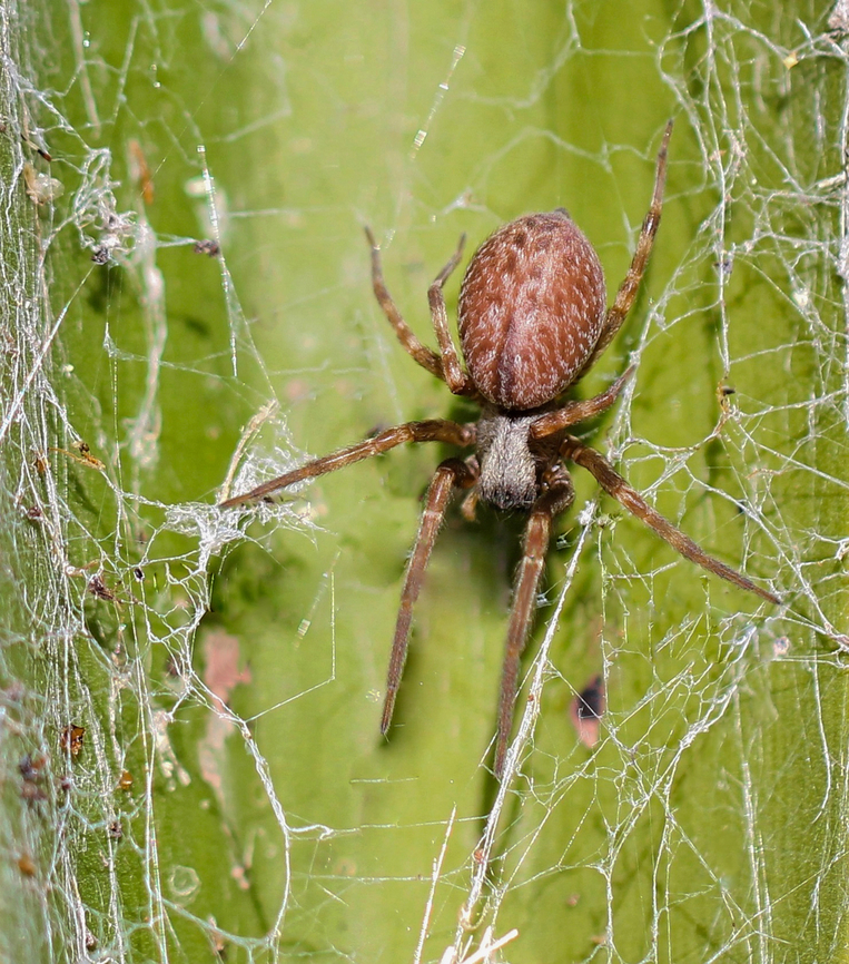 Badumna longinqua Female 10 mm body length. Araneae,Australia,Badumna longinqua,Desidae,Geotagged,Summer,arachnid,arachnology,arthropod,fauna,invertebrate,macro,new south wales