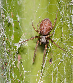 Badumna longinqua Female 10 mm body length. Araneae,Australia,Badumna longinqua,Desidae,Geotagged,Summer,arachnid,arachnology,arthropod,fauna,invertebrate,macro,new south wales