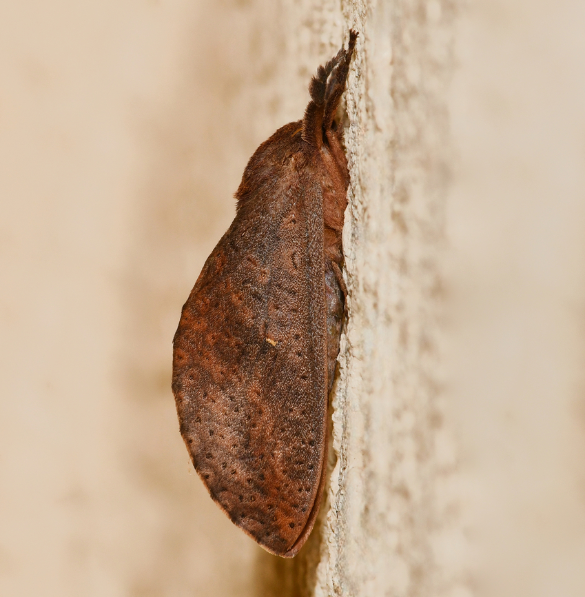 Elhamma australasiae A native moth within family Hepialidae, known as swift and ghost moths. <br />
<br />
Length around 35 mm. I think this may be a female due to larger size and lack of silver streak on wings. <br />
<br />
 Australia,Elhamma australasiae,Fall,Geotagged,Hepialidae,arthropod,autumn,entomology,fauna,insect,invertebrate,macro,new south wales