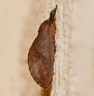 Elhamma australasiae A native moth within family Hepialidae, known as swift and ghost moths. 

Length around 35 mm. I think this may be a female due to larger size and lack of silver streak on wings. 

 Australia,Elhamma australasiae,Fall,Geotagged,Hepialidae,arthropod,autumn,entomology,fauna,insect,invertebrate,macro,new south wales