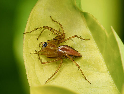 Lynx on lime Pretty female lynx spider on lime green foliage. Possibly genus Oxyopes. 

Most species of lynx spider make little to no use of webs, instead spending their lives as vagrant hunters on plants.

Around 7 mm body length. 

 Araneae,Australia,Fall,Geotagged,Oxyopes,Oxyopidae,arachnology,arthropod,autumn,fauna,invertebrate,lynx spider,macro,new south wales