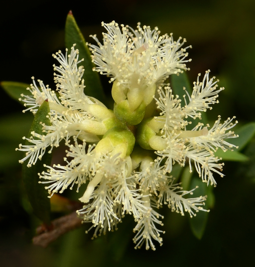 Melaleuca trichostachya macro Pictured here are the beautiful, tiny flowers of Melaleuca trichostycha, commonly called snow-in-summer. <br />
<br />
These flowers form en masse in late spring/early summer (and some like this, popping up later in the season). From a distance, it really does look like a fresh fall of snow upon the plant. <br />
<br />
New foliage growth is a very pretty deep pink to fiery red. <br />
<br />
Diameter of flower group here 25 mm. <br />
<br />
 Australia,Geotagged,Melaleuca trichostachya,Myrtaceae,Myrtales,Summer,botany,flora,macro,new south wales,white flowers
