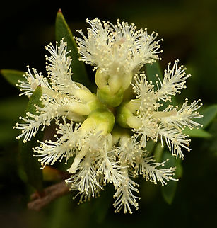 Melaleuca trichostachya macro Pictured here are the beautiful, tiny flowers of Melaleuca trichostycha, commonly called snow-in-summer. 

These flowers form en masse in late spring/early summer (and some like this, popping up later in the season). From a distance, it really does look like a fresh fall of snow upon the plant. 

New foliage growth is a very pretty deep pink to fiery red. 

Diameter of flower group here 25 mm. 

 Australia,Geotagged,Melaleuca trichostachya,Myrtaceae,Myrtales,Summer,botany,flora,macro,new south wales,white flowers