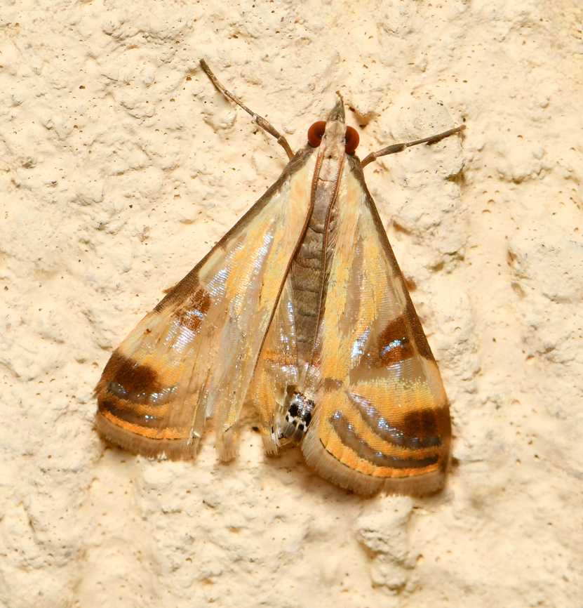 Australian fig leaf moth Battered and bruised at the end of the season, a tiny fig leaf moth at rest. Within family Crambidae, (snout moths) and sub-family Spilomelinae (pearl moths). <br />
<br />
Native to this country and up in to Papua New Guinea.<br />
<br />
In the wild, larvae feed on young leaves and shoots of Ficus, family Moraceae. <br />
<br />
At rest, wings 10 mm at widest part. <br />
<br />
 Australia,Crambidae,Fall,Geotagged,Lepidoptera,Spilomelinae,Talanga tolumnialis,arthropod,autumn,fauna,fig leaf moth,insect,invertebrate,macro,new south wales