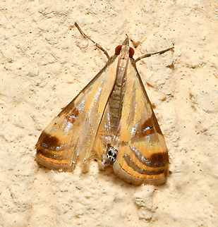Australian fig leaf moth Battered and bruised at the end of the season, a tiny fig leaf moth at rest. Within family Crambidae, (snout moths) and sub-family Spilomelinae (pearl moths). 

Native to this country and up in to Papua New Guinea.

In the wild, larvae feed on young leaves and shoots of Ficus, family Moraceae. 

At rest, wings 10 mm at widest part. 

 Australia,Crambidae,Fall,Geotagged,Lepidoptera,Spilomelinae,Talanga tolumnialis,arthropod,autumn,fauna,fig leaf moth,insect,invertebrate,macro,new south wales