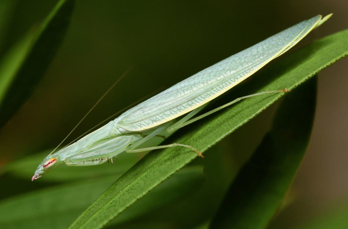 Australian snake mantis Kongobatha diademata is an elegant little native mantis. Hard to spot though, given the diminutive size and colouration. The pink eye stripe and mandibles are of special note here.<br />
<br />
25 mm length<br />
<br />
 Australia,Geotagged,Iridopterygidae,Kongobatha diademata,Mantodea,Snake Mantis,Spring,arthropod,entomology,fauna,insect,invertebrate,macro,new south wales,snake mantis
