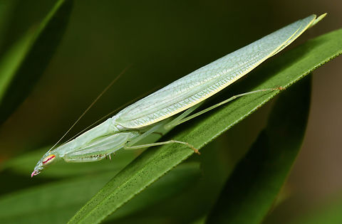 Australian snake mantis Kongobatha diademata is an elegant little native mantis. Hard to spot though, given the diminutive size and colouration. The pink eye stripe and mandibles are of special note here.

25 mm length

 Australia,Geotagged,Iridopterygidae,Kongobatha diademata,Mantodea,Snake Mantis,Spring,arthropod,entomology,fauna,insect,invertebrate,macro,new south wales,snake mantis