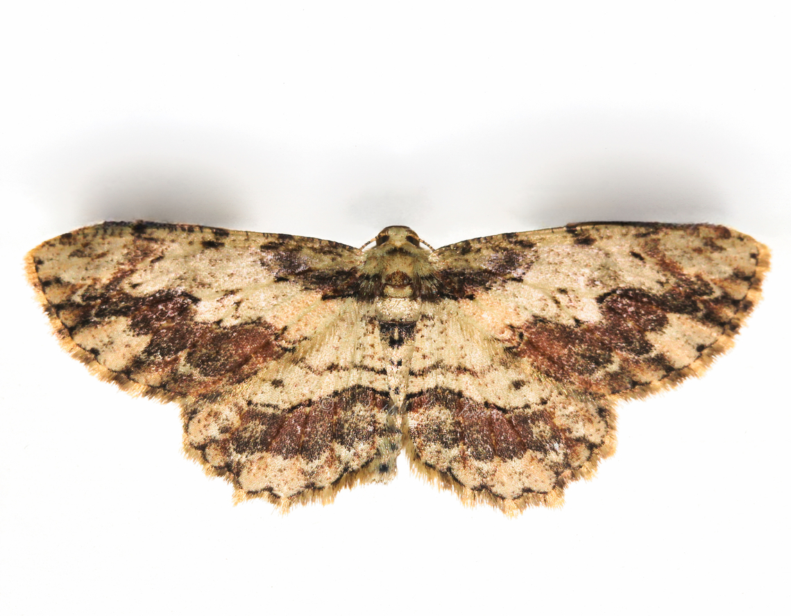 Loop-line bark moth NB: Live specimen seen on wall. <br />
<br />
Ectropis bispinaria is native to this country, within family Geometridae. <br />
<br />
Wingspan around 35 mm. <br />
<br />
 Australia,Ectropis bispinaria,Ennominae,Geometridae,Geotagged,Spring,arthropod,engrailed moth,fauna,invertebrate,loop-line bark moth,macro,new south wales