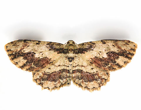 Loop-line bark moth NB: Live specimen seen on wall. 

Ectropis bispinaria is native to this country, within family Geometridae. 

Wingspan around 35 mm. 

 Australia,Ectropis bispinaria,Ennominae,Geometridae,Geotagged,Spring,arthropod,engrailed moth,fauna,invertebrate,loop-line bark moth,macro,new south wales