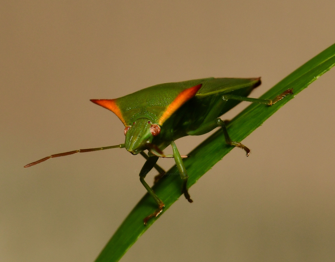 Avicenna inquinata shield bug NB: Not captive. <br />
<br />
Cool little shield bug with its colourful spines.<br />
<br />
This is a true bug. That is, one with piercing and sucking mouthparts. <br />
<br />
Around 10 - 15 mm in length.<br />
<br />
Link to dorsal shot of separate specimen: <figure class="photo"><a href="https://www.jungledragon.com/image/148449/avicenna_inquinata_shield_bug.html" title="Avicenna inquinata shield bug"><img src="https://s3.amazonaws.com/media.jungledragon.com/images/3314/148449_thumb.jpg?AWSAccessKeyId=05GMT0V3GWVNE7GGM1R2&Expires=1767225610&Signature=XsXAdRnIOLHfK3tXMzigFuVXA7U%3D" width="150" height="152" alt="Avicenna inquinata shield bug Body length around 10 to 15 mm.<br />
<br />
Link to anterior/lateral shot of separate specimen:https://www.jungledragon.com/image/160206/avicenna_inquinata_shield_bug.html  Australia,Avicenna inquinata,Fall,Geotagged,Pentatomidae,arthropod,fauna,hemiptera,insect,invertebrate,macro,new south wales,shield bug,stink bug" /></a></figure> Australia,Avicenna inquinata,Geotagged,Hemiptera,Pentatomidae,Summer,arthropod,fauna,insect,invertebrate,macro,new south wales,shield bug,stink bug