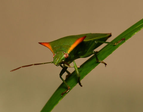 Avicenna inquinata shield bug NB: Not captive. 

Cool little shield bug with its colourful spines.

This is a true bug. That is, one with piercing and sucking mouthparts. 

Around 10 - 15 mm in length.

Link to dorsal shot of separate specimen: https://www.jungledragon.com/image/148449/avicenna_inquinata_shield_bug.html Australia,Avicenna inquinata,Geotagged,Hemiptera,Pentatomidae,Summer,arthropod,fauna,insect,invertebrate,macro,new south wales,shield bug,stink bug