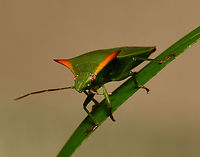 Avicenna inquinata shield bug NB: Not captive. <br />
<br />
Cool little shield bug with its colourful spines.<br />
<br />
This is a true bug. That is, one with piercing and sucking mouthparts. <br />
<br />
Around 10 - 15 mm in length.<br />
<br />
Link to dorsal shot of separate specimen: https://www.jungledragon.com/image/148449/avicenna_inquinata_shield_bug.html Australia,Avicenna inquinata,Geotagged,Hemiptera,Pentatomidae,Summer,arthropod,fauna,insect,invertebrate,macro,new south wales,shield bug,stink bug