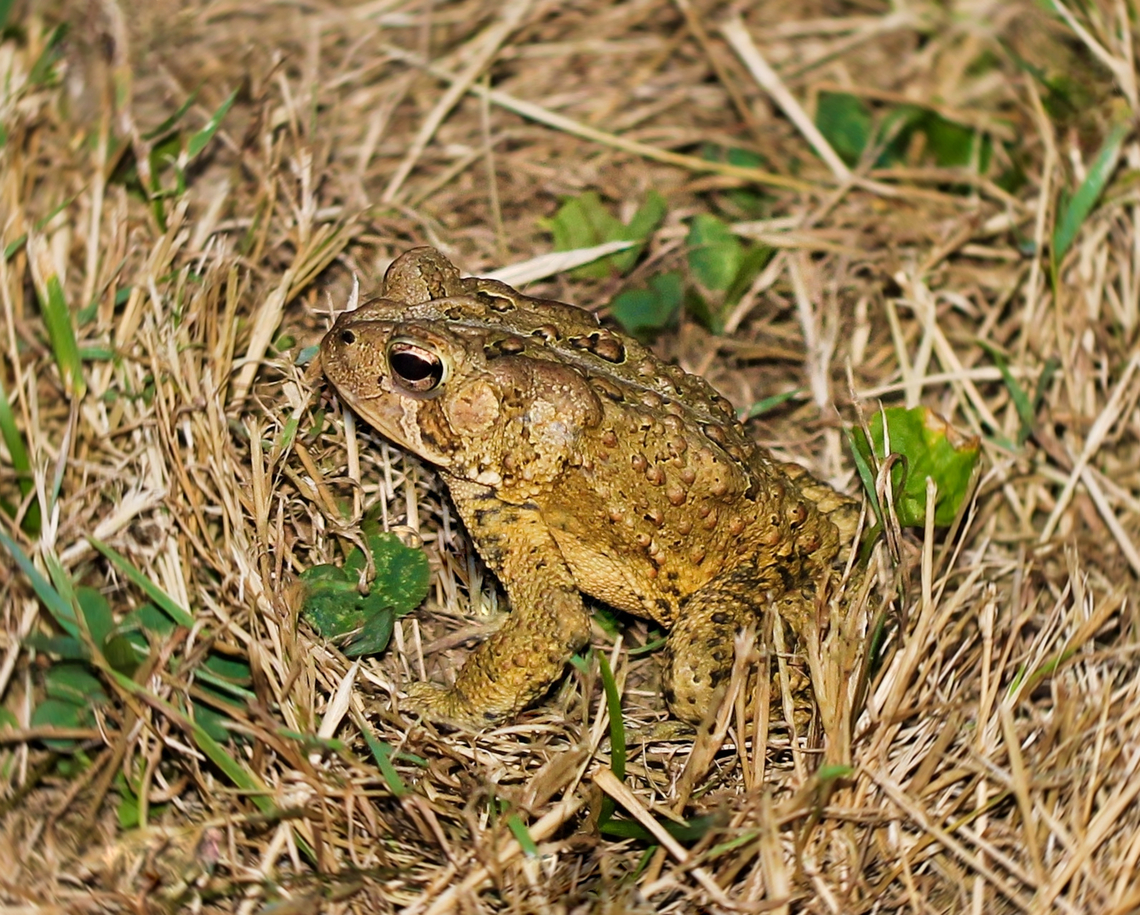 Toad in a twirl American toad seen in south-west Pennsylvania. <br />
<br />
Somehow it looks like it&#039;s at the centre of a twirl and whirl of grass. <br />
<br />
Around 9 cm in length. <br />
<br />
 American Toad,American toad,Amphibian,Anaxyrus americanus,Anura,Bufonidae,Geotagged,Herpetology,Summer,United States,Vertebrate,fauna