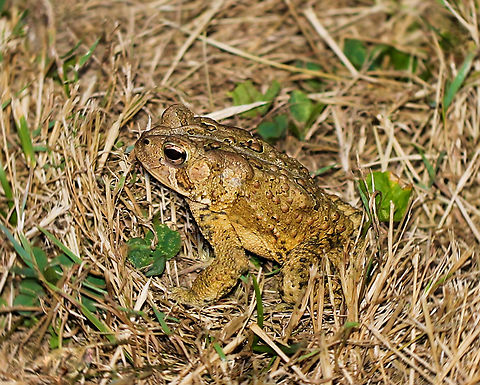 Toad in a twirl American toad seen in south-west Pennsylvania. 

Somehow it looks like it's at the centre of a twirl and whirl of grass. 

Around 9 cm in length. 

 American Toad,American toad,Amphibian,Anaxyrus americanus,Anura,Bufonidae,Geotagged,Herpetology,Summer,United States,Vertebrate,fauna