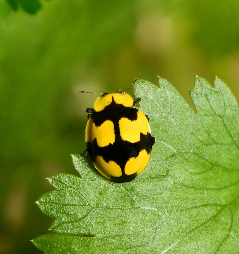Fungus-eating ladybird Native to the east of this country, a dynamic little ladybird. <br />
<br />
Around 5 mm in length.  Australia,Coccinellidae,Coccinellinae,Coleoptera,Entomology,Fungus-eating Ladybird,Geotagged,Illeis galbula,Summer,arthropod,fauna,insect,invertebrate,macro,new south wales,yellow and black ladybird