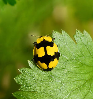 Fungus-eating ladybird Native to the east of this country, a dynamic little ladybird. 

Around 5 mm in length.  Australia,Coccinellidae,Coccinellinae,Coleoptera,Entomology,Fungus-eating Ladybird,Geotagged,Illeis galbula,Summer,arthropod,fauna,insect,invertebrate,macro,new south wales,yellow and black ladybird