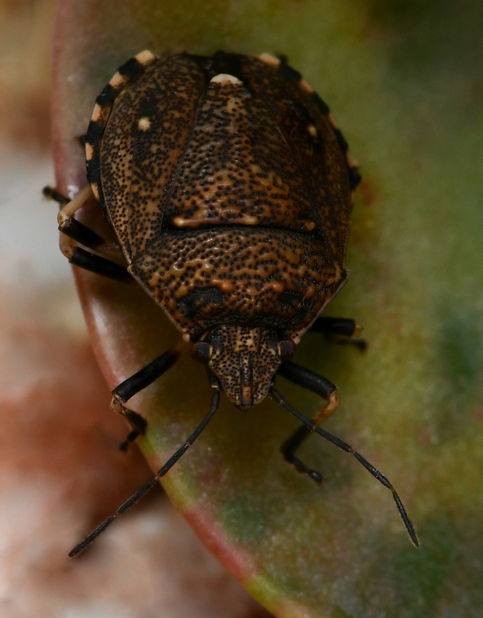 Toad stink bug Native to this country. <br />
<br />
Body length around 10 mm.  Australia,Geotagged,Hemiptera,Pentatomidae,Platycoris bipunctatus,Summer,Toad Stink Bug,Toad stink bug,arthropod,entomology,fauna,insect,invertebrate,macro,new south wales,shield bug,stink bug
