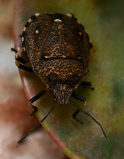 Toad stink bug Native to this country. 

Body length around 10 mm.  Australia,Geotagged,Hemiptera,Pentatomidae,Platycoris bipunctatus,Summer,Toad Stink Bug,Toad stink bug,arthropod,entomology,fauna,insect,invertebrate,macro,new south wales,shield bug,stink bug