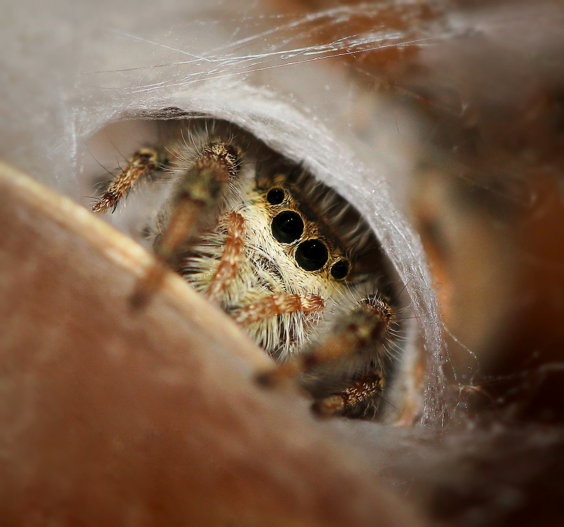 Jumping spider safe and sound A female Phidippus clarus jumping spider watches me from within her silken sanctuary. <br />
<br />
Commonly known as the brilliant jumping spider.<br />
<br />
Females of this species are around 8 mm body length. <br />
<br />
&copy; All rights reserved. <br />
<br />
 Araneae,Brilliant Jumping Spider,Geotagged,Macro,North America,Pennsylvania,Phidippus clarus,Salticidae,Summer,United States,arachnid,arachnology,arthropod,fauna,invertebrate
